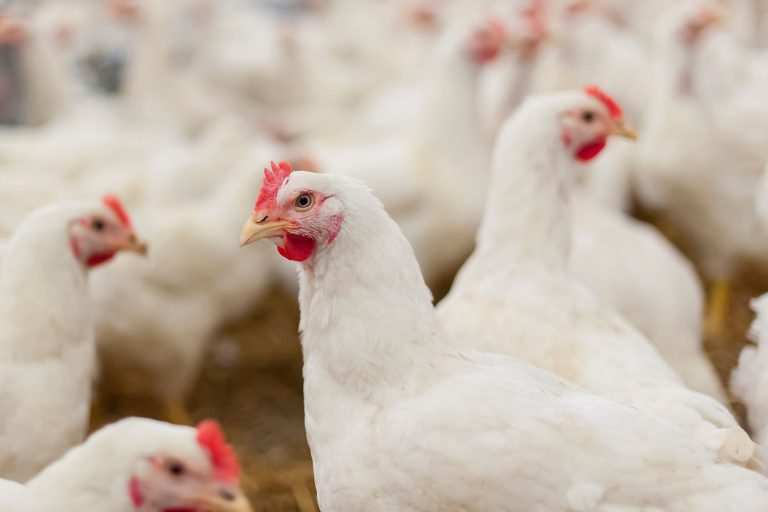 chicken-slaughter-01