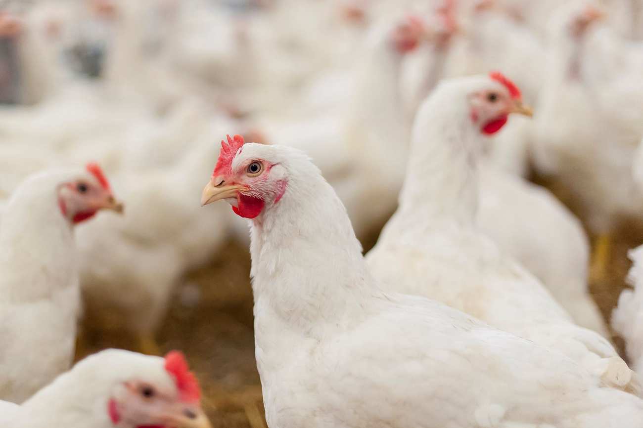 chicken-slaughter-01